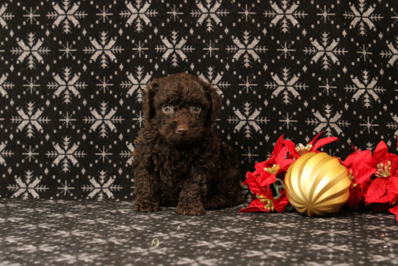 puppy, for, sale, Toy Poodle, Matthew B. Stoltzfus, dog, breeder, Gap, PA, dog-breeder, puppy-for-sale, forsale, nearby, find, puppyfind, locator, puppylocator, aca
